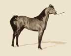 Arabian Horse art by Kerry Kelly