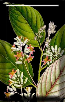 benzoin leaves and flowers