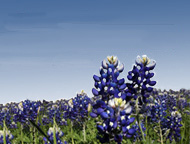 bluebonnett flowers