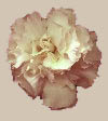 carnation flower