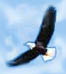 eagle flying in the wind