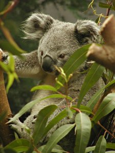 koala bear in eucalyptus tree