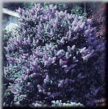 lilac bush