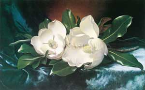 a magnolia bloom