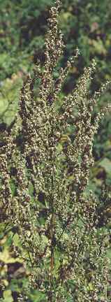 mugwort herb
