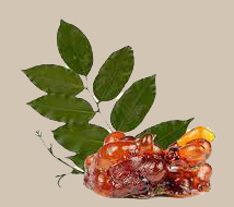 leaves and fruit of Myroxylon balsamum