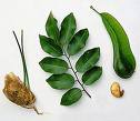 leaves and fruit of Myroxylon balsamum