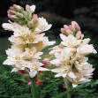 Tuberose bloom