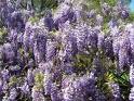 Wisteria blooms