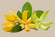 Champaca flowers